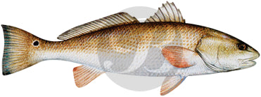 Redfish Decal