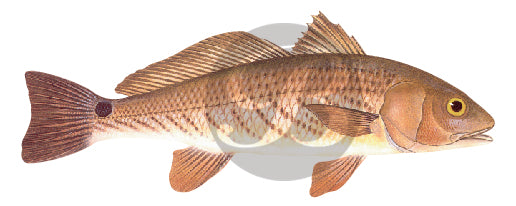 Redfish Decal