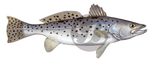 Sea Trout (Weakfish) Decal