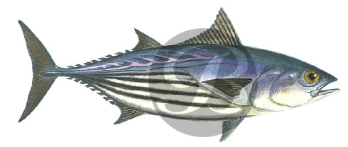 Skipjack Tuna Decal