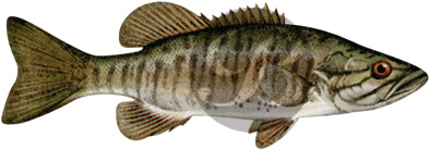 Smallmouth Bass Decal