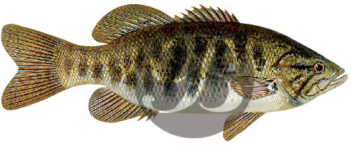Smallmouth Bass Decal