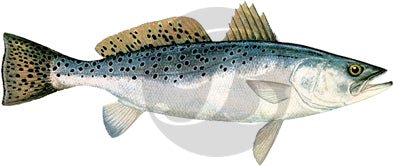 Spotted Sea Trout Decal