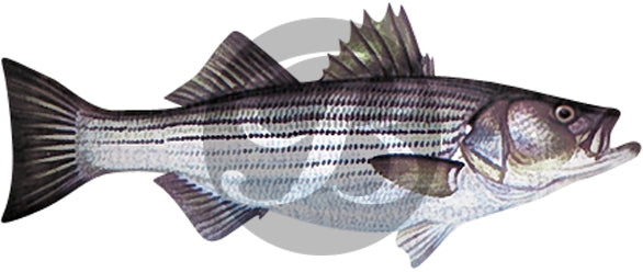 Striped Bass Decal