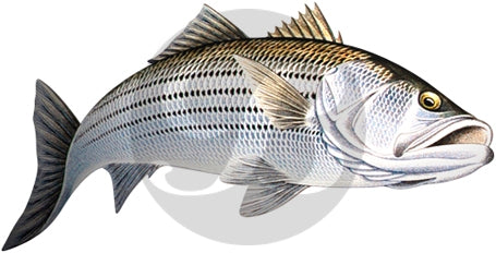 Striped Bass (Action) Decal