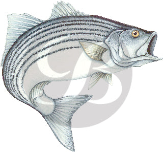 191, Striped Bass (Action) Fishing Rod Decal