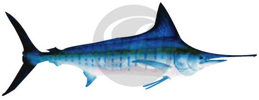 Striped Marlin Decal