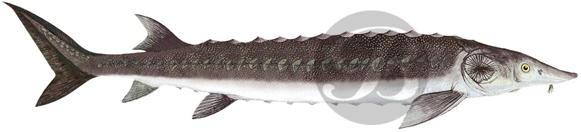 Sturgeon Decal