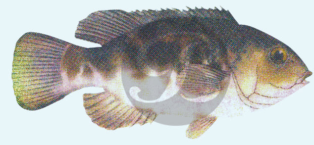 Tautog Decal
