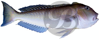 Tilefish Decal