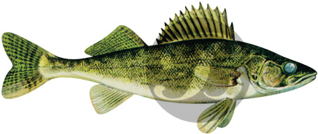 Walleye Decal