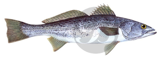 Weakfish Decal