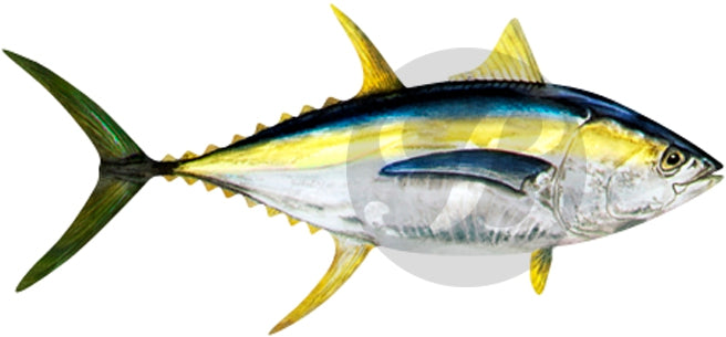 Yellowfin Tuna Decal