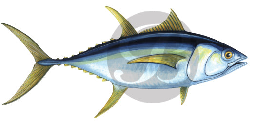Yellowfin Tuna Decal