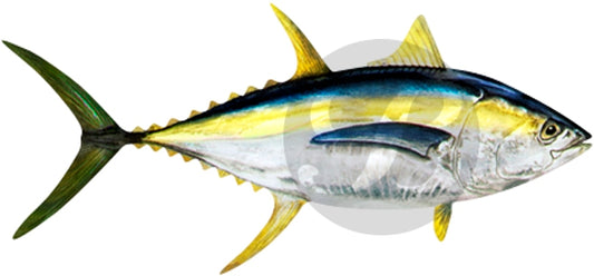 Yellowfin Tuna (Small) Decal