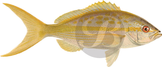 Yellowtail Snapper Decal