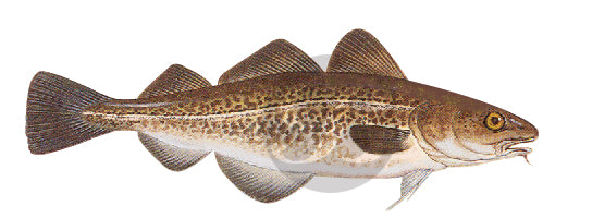 102 | Atlantic Cod Fishing Rod Decal | Custom Rod Components