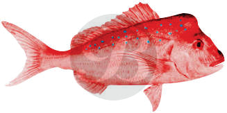 Australian Snapper Decal