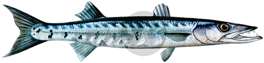 Barracuda Decal