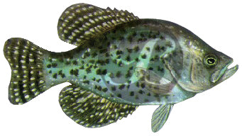 Black Crappie Decal