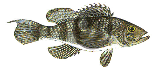 Black Seabass Decal