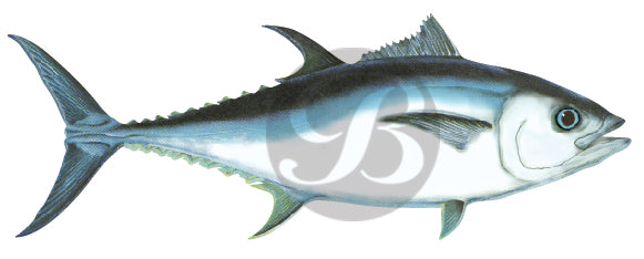 Bluefin Tuna Decal