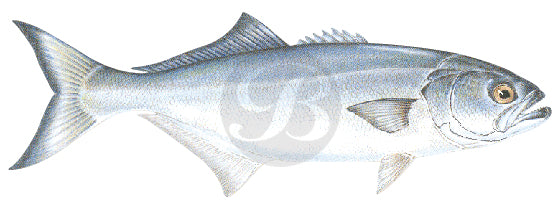 Bluefish Decal