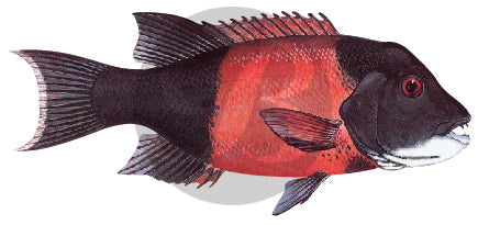 Sheephead Graphics 126 | California Sheepshead Fishing Rod Decal | Custom Rod Components