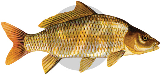Carp Decal
