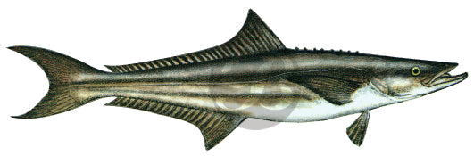 Cobia Decal