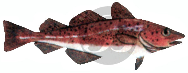 134 | Cod Fishing Rod Decal | Custom Rod Components