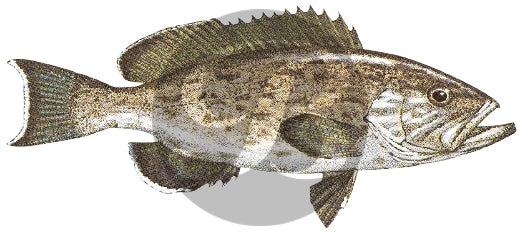 Gag Grouper Decal