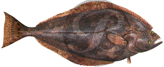 Halibut Decal