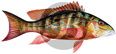 164 | Mutton Snapper Fishing Rod Decal | Custom Rod Components