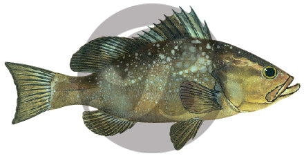 Red Grouper Decal