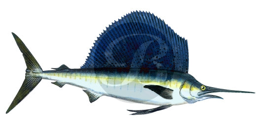 176 | Sailfish Fishing Rod Decal | Custom Rod Components