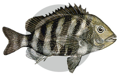 179 | Sheepshead Fishing Rod Decal | Custom Rod Components