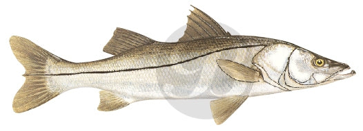 183 | Snook Fishing Rod Decal | Custom Rod Components