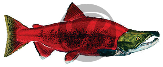 Sockeye Salmon Decal