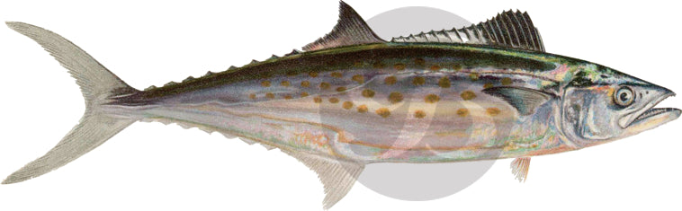 Spanish Rod 185 | Spanish Mackerel Fishing Rod Decal | Custom Rod Components