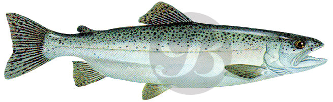 Steelhead Trout Decal