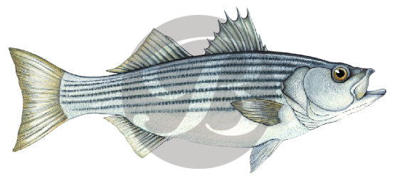 Striped Bass Decal