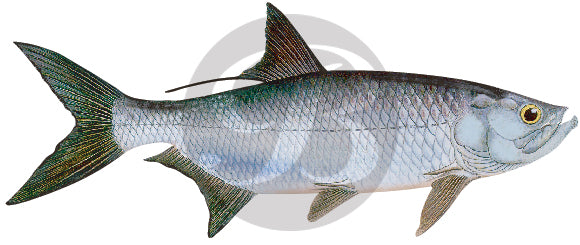 Tarpon Decal