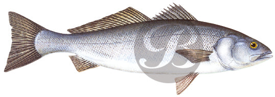 White Seabass Decal